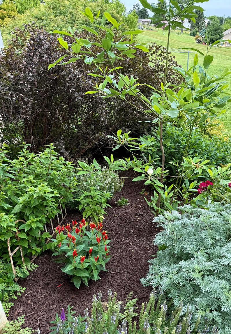 Carol Gibson’s Cottage Garden: A 20‑Year Transformation in Quarryville, PA