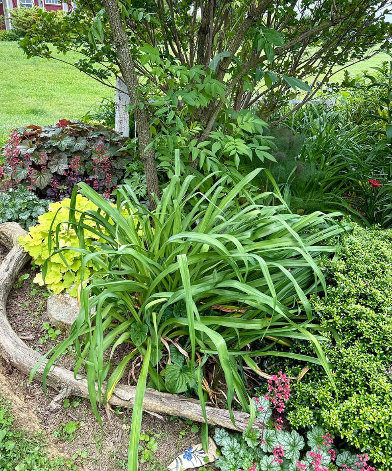 Carol Gibson’s Cottage Garden: A 20‑Year Transformation in Quarryville, PA