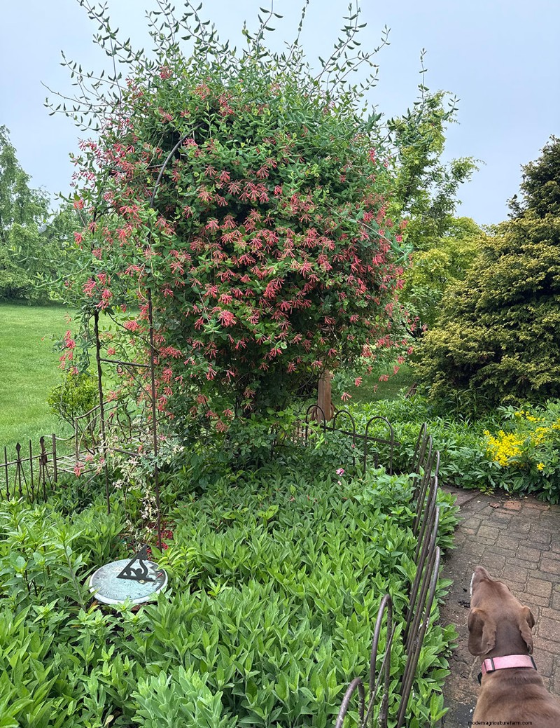 Carol Gibson’s Cottage Garden: A 20‑Year Transformation in Quarryville, PA