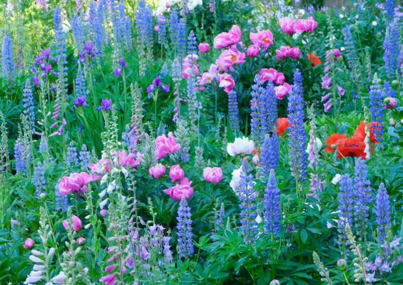 Heidi Weirether’s Continuous Color Mastery in Late‑May Connecticut Gardens