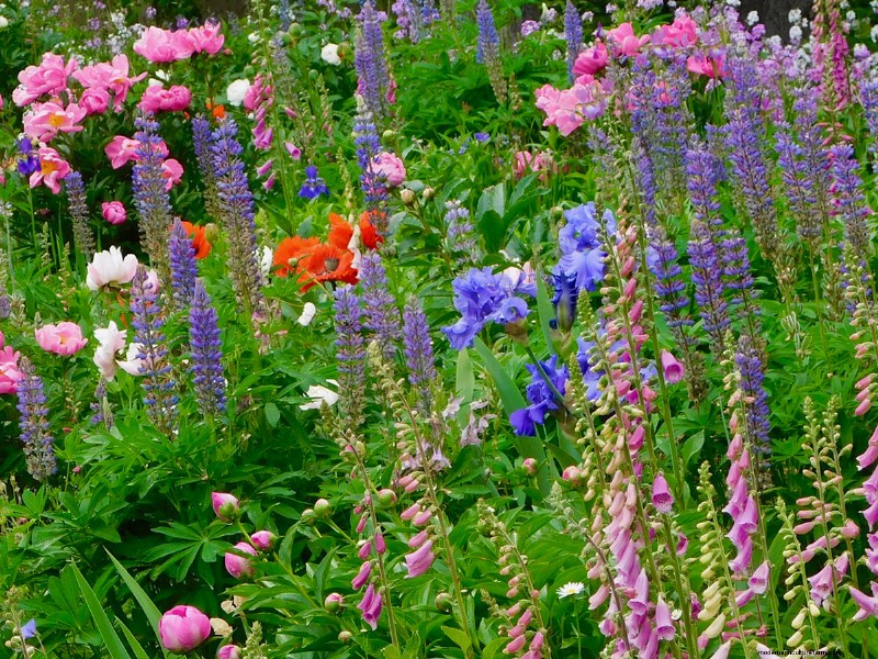 Heidi Weirether’s Continuous Color Mastery in Late‑May Connecticut Gardens