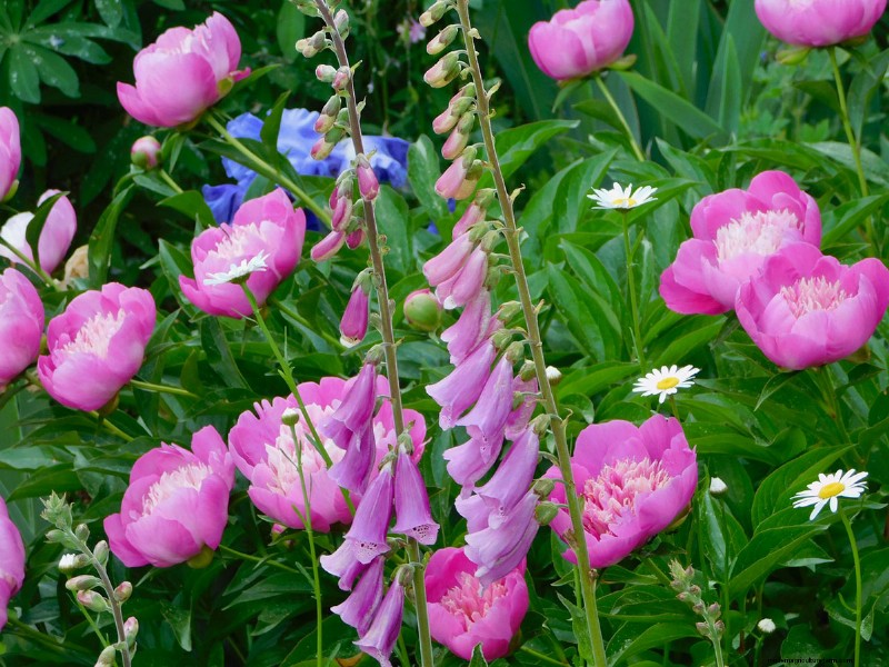 Heidi Weirether’s Continuous Color Mastery in Late‑May Connecticut Gardens