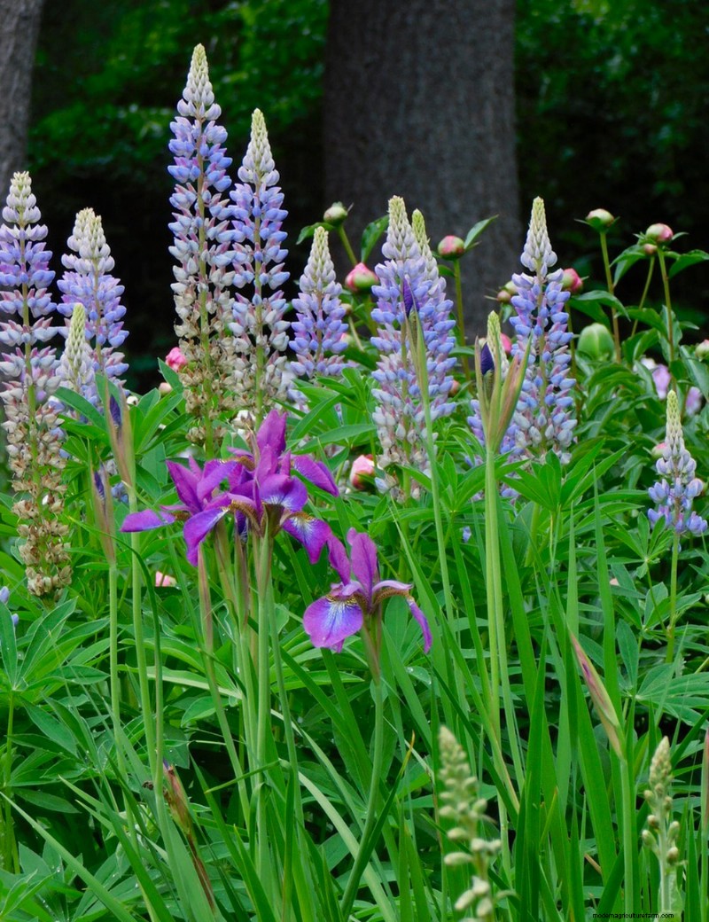 Heidi Weirether’s Continuous Color Mastery in Late‑May Connecticut Gardens