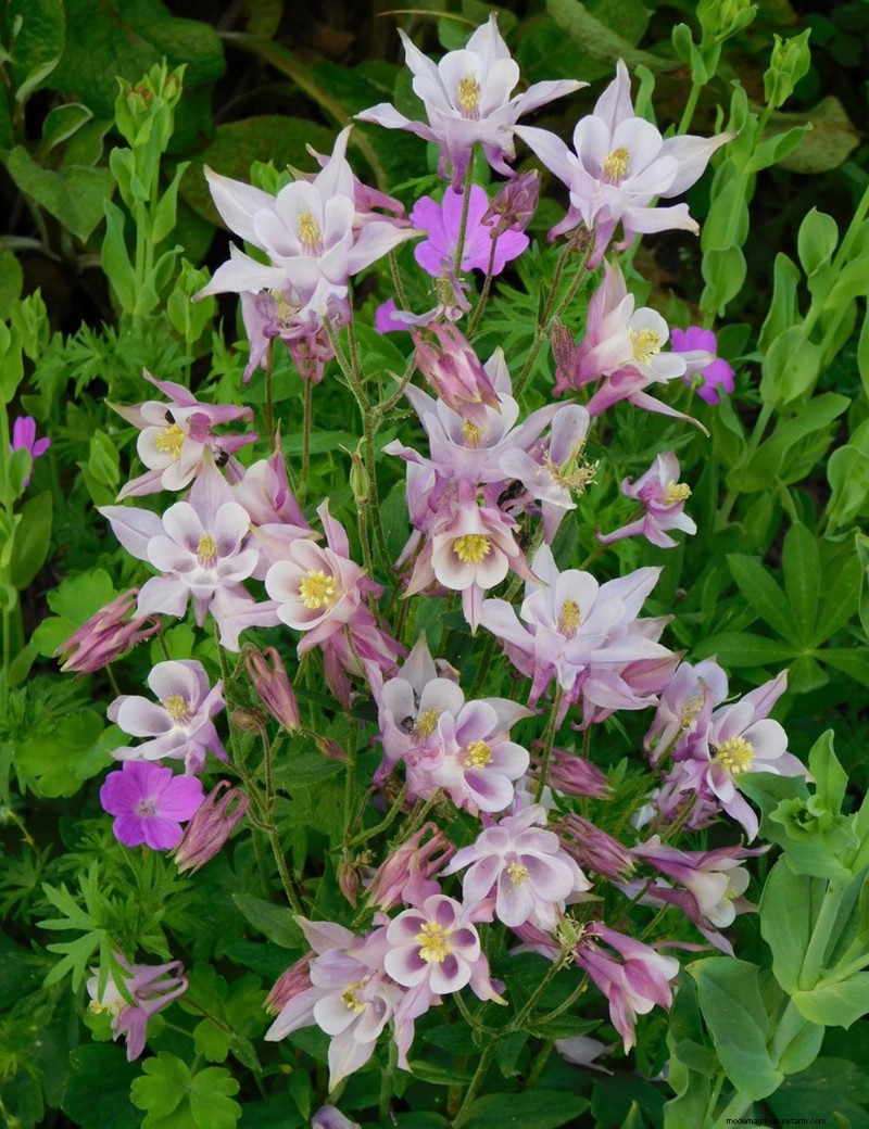 Heidi Weirether’s Continuous Color Mastery in Late‑May Connecticut Gardens