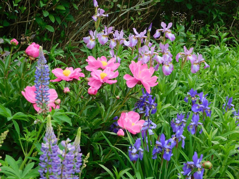 Heidi Weirether’s Continuous Color Mastery in Late‑May Connecticut Gardens