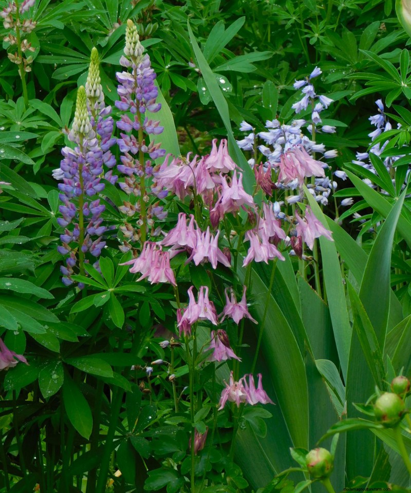 Heidi Weirether’s Continuous Color Mastery in Late‑May Connecticut Gardens