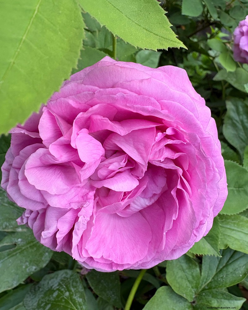 Carla Zambelli Mudry’s Rose Collection in Pennsylvania