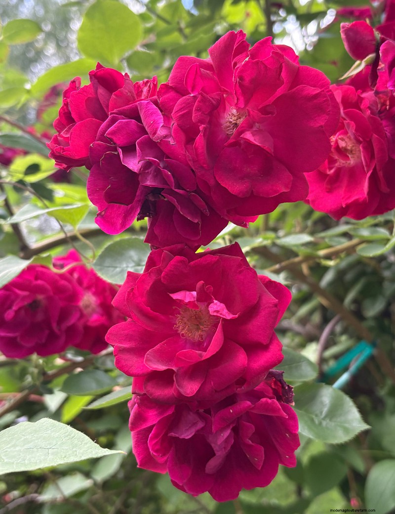 Carla Zambelli Mudry’s Rose Collection in Pennsylvania