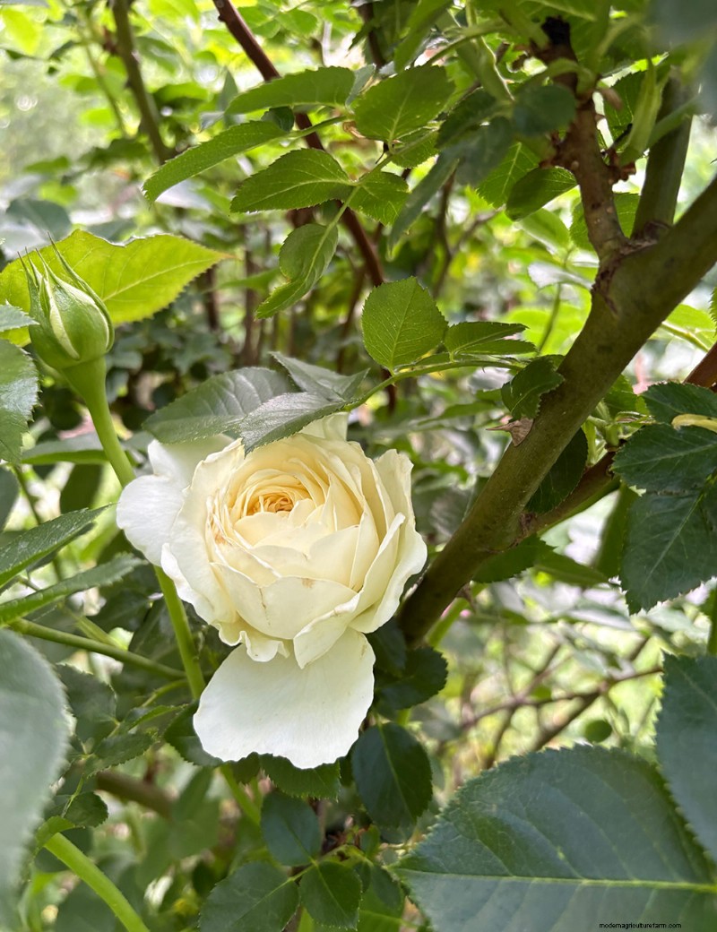 Carla Zambelli Mudry’s Rose Collection in Pennsylvania