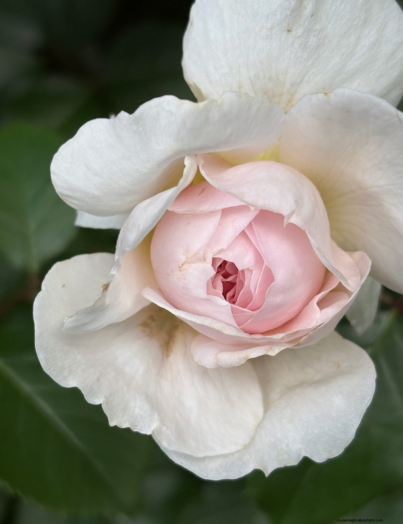 Carla Zambelli Mudry’s Rose Collection in Pennsylvania