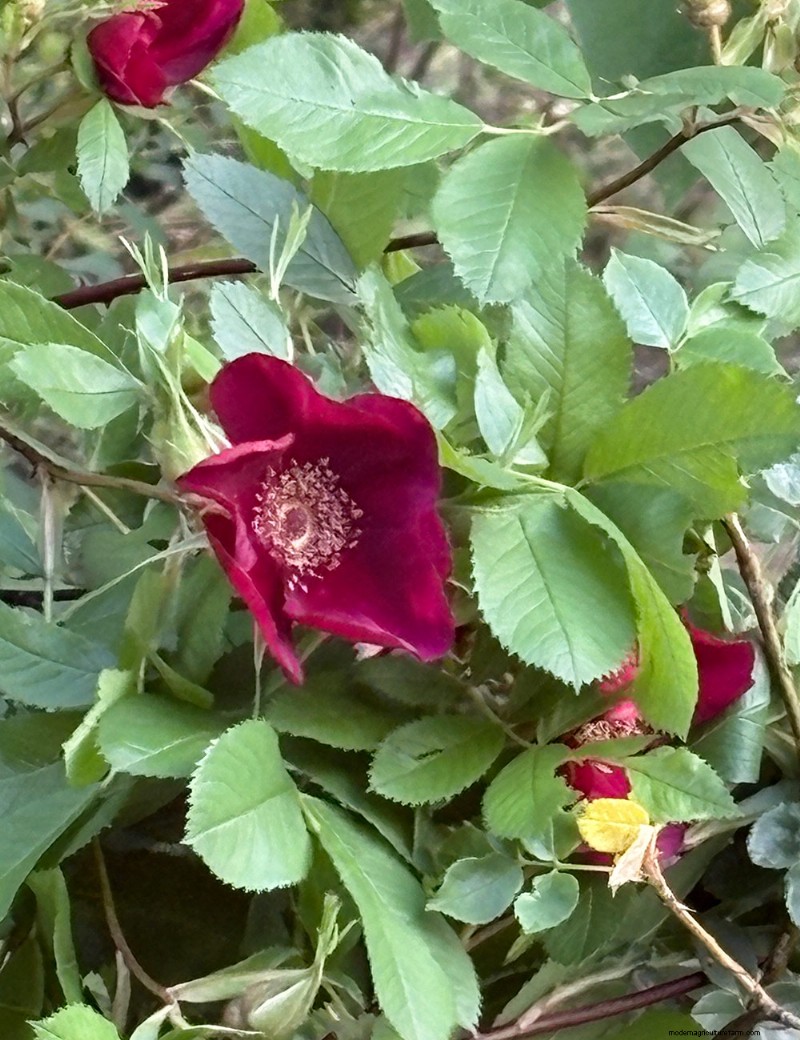 Carla Zambelli Mudry’s Rose Collection in Pennsylvania