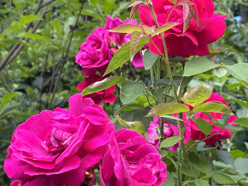 Carla Zambelli Mudry’s Rose Collection in Pennsylvania