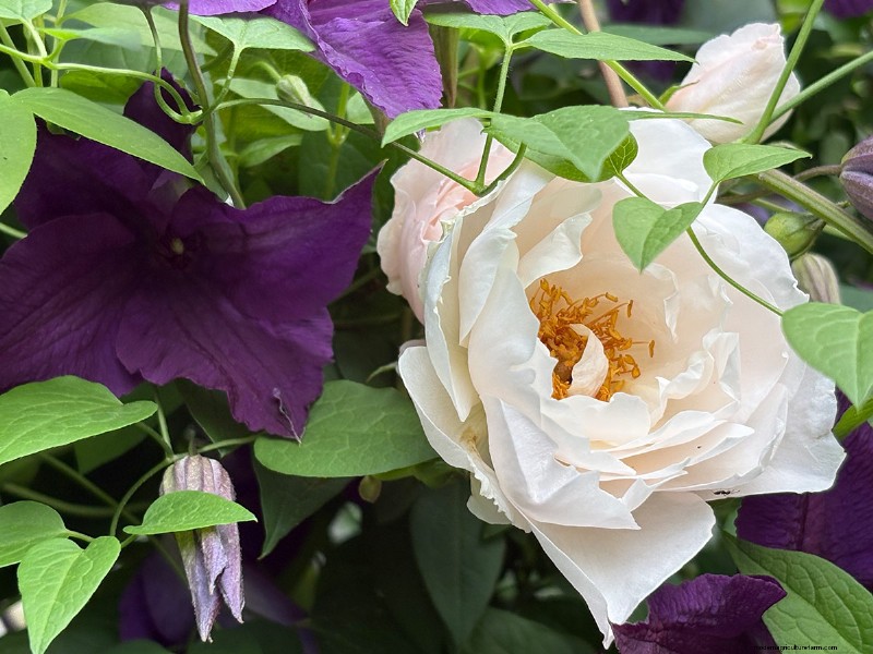 Carla Zambelli Mudry’s Rose Collection in Pennsylvania