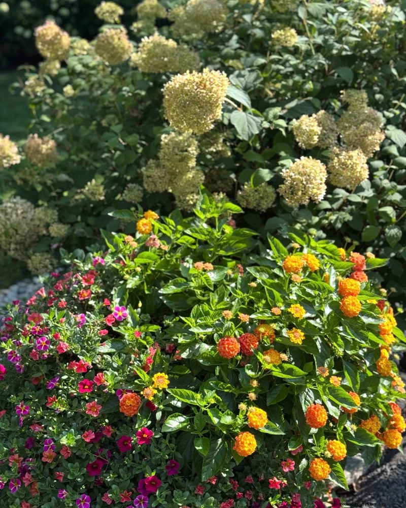 Jeffrey Connors  Vibrant Garden in Coventry, Connecticut
