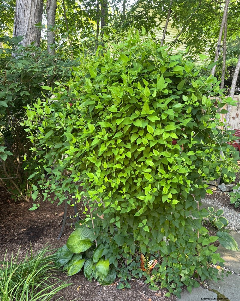 Jeffrey Connors  Vibrant Garden in Coventry, Connecticut