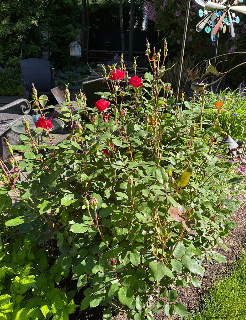 Jeffrey Connors  Vibrant Garden in Coventry, Connecticut