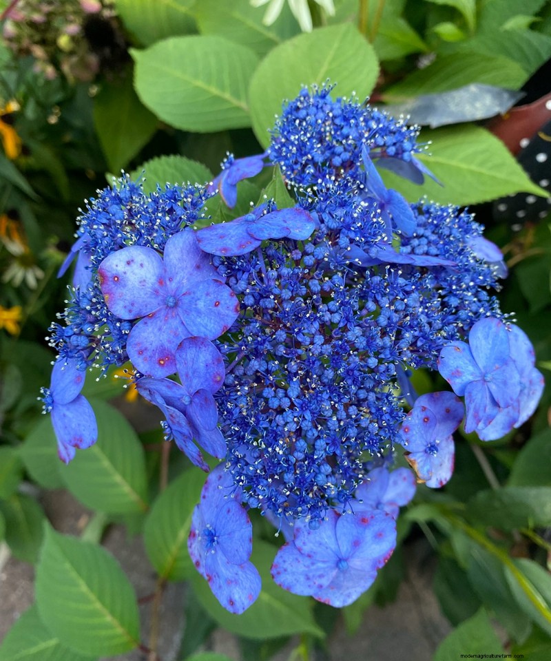 Jeffrey Connors  Vibrant Garden in Coventry, Connecticut