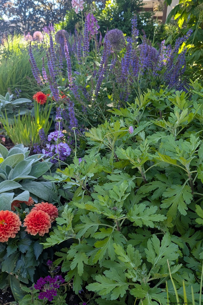 Jennifer Koch Pfeiffer: Mastering Color & Texture in Scarsdale Gardens