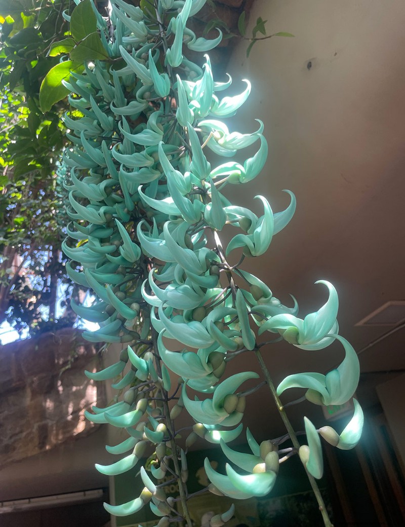 Exploring Denver Botanic Garden’s Boettcher Tropical Conservatory: A Year‑Round Oasis