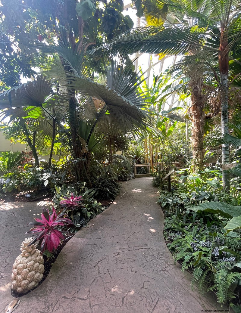 Exploring Denver Botanic Garden’s Boettcher Tropical Conservatory: A Year‑Round Oasis