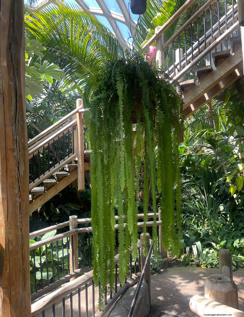 Exploring Denver Botanic Garden’s Boettcher Tropical Conservatory: A Year‑Round Oasis