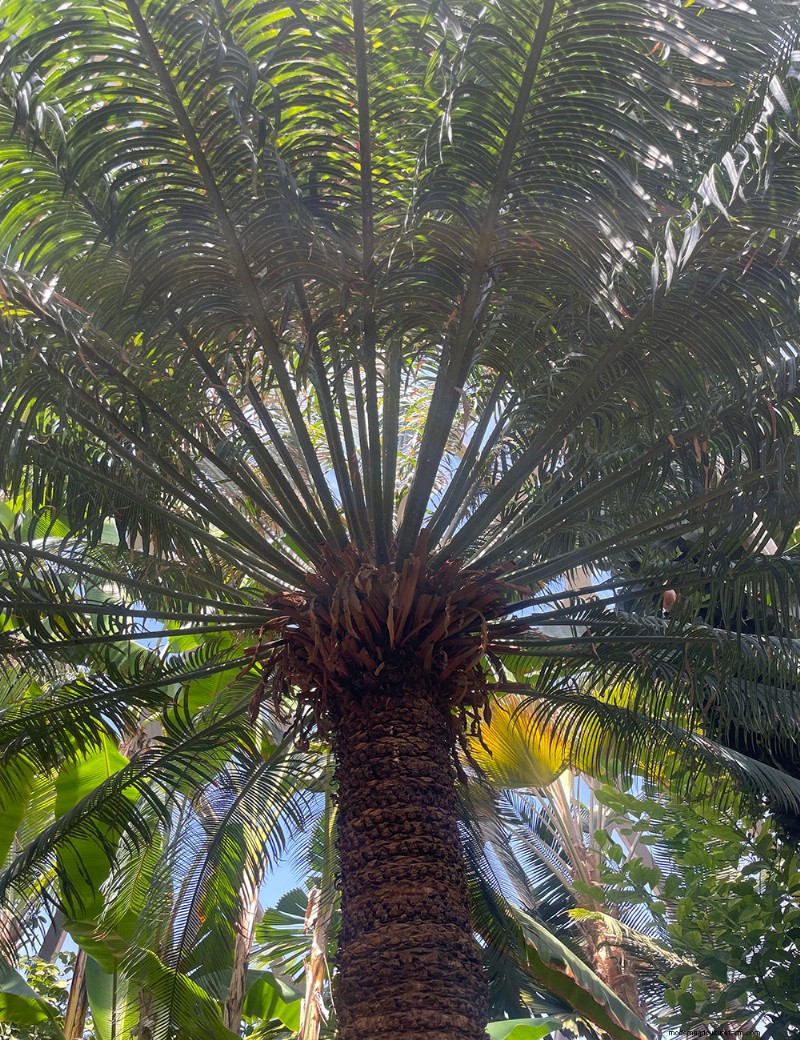 Exploring Denver Botanic Garden’s Boettcher Tropical Conservatory: A Year‑Round Oasis