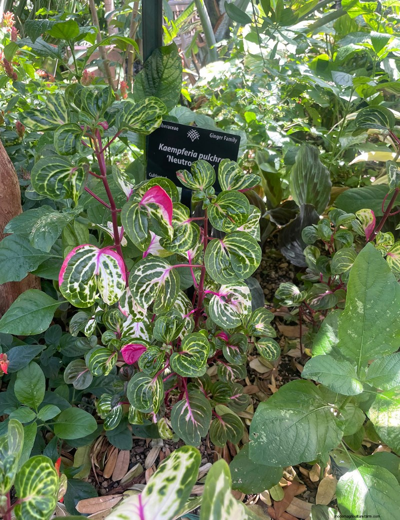 Exploring Denver Botanic Garden’s Boettcher Tropical Conservatory: A Year‑Round Oasis