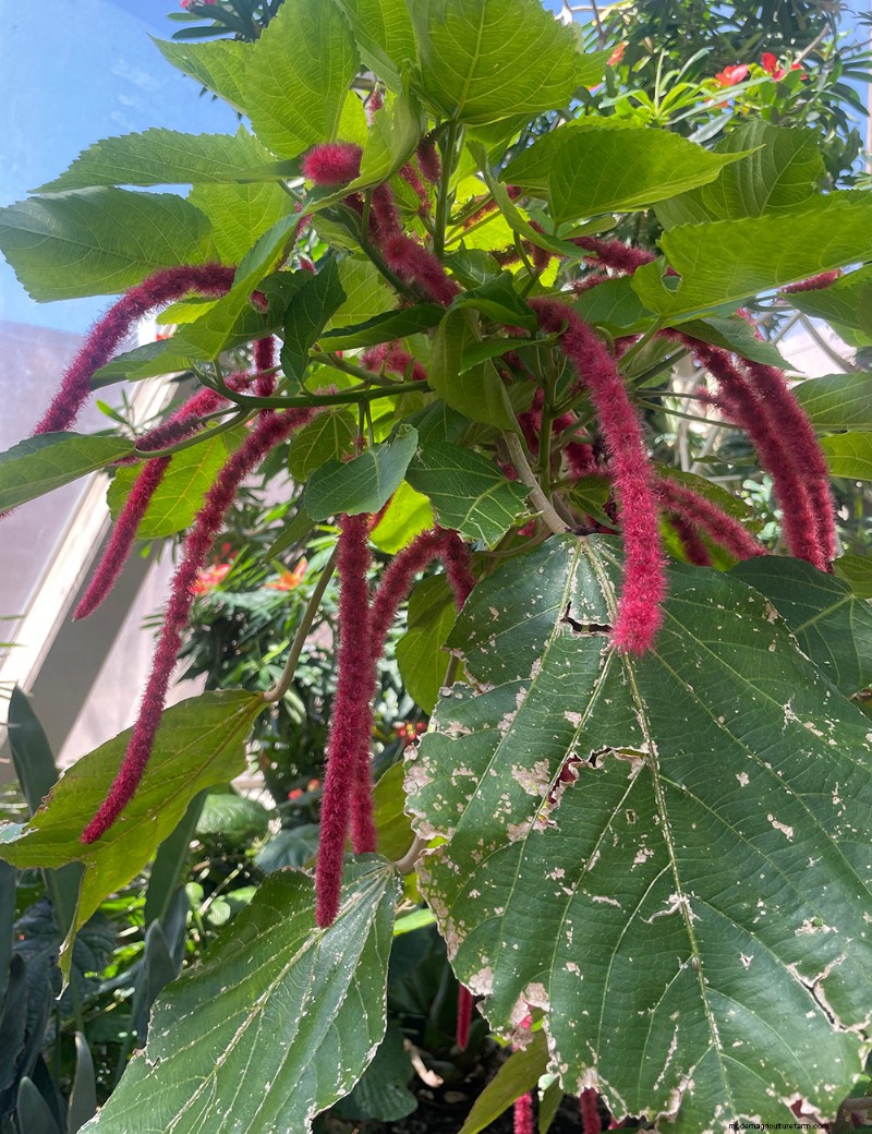 Exploring Denver Botanic Garden’s Boettcher Tropical Conservatory: A Year‑Round Oasis