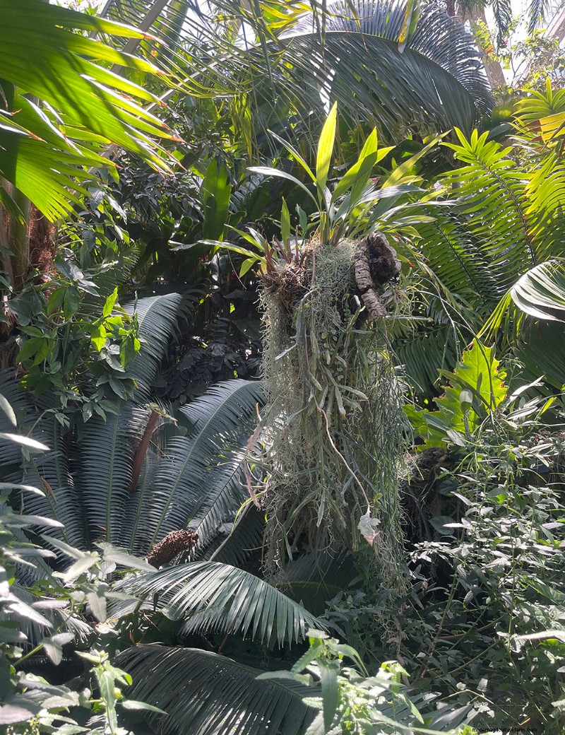 Exploring Denver Botanic Garden’s Boettcher Tropical Conservatory: A Year‑Round Oasis