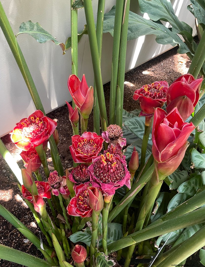 Exploring Denver Botanic Garden’s Boettcher Tropical Conservatory: A Year‑Round Oasis