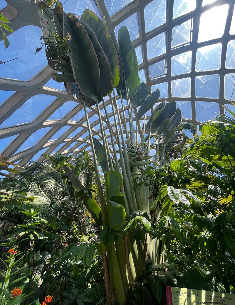 Exploring Denver Botanic Garden’s Boettcher Tropical Conservatory: A Year‑Round Oasis