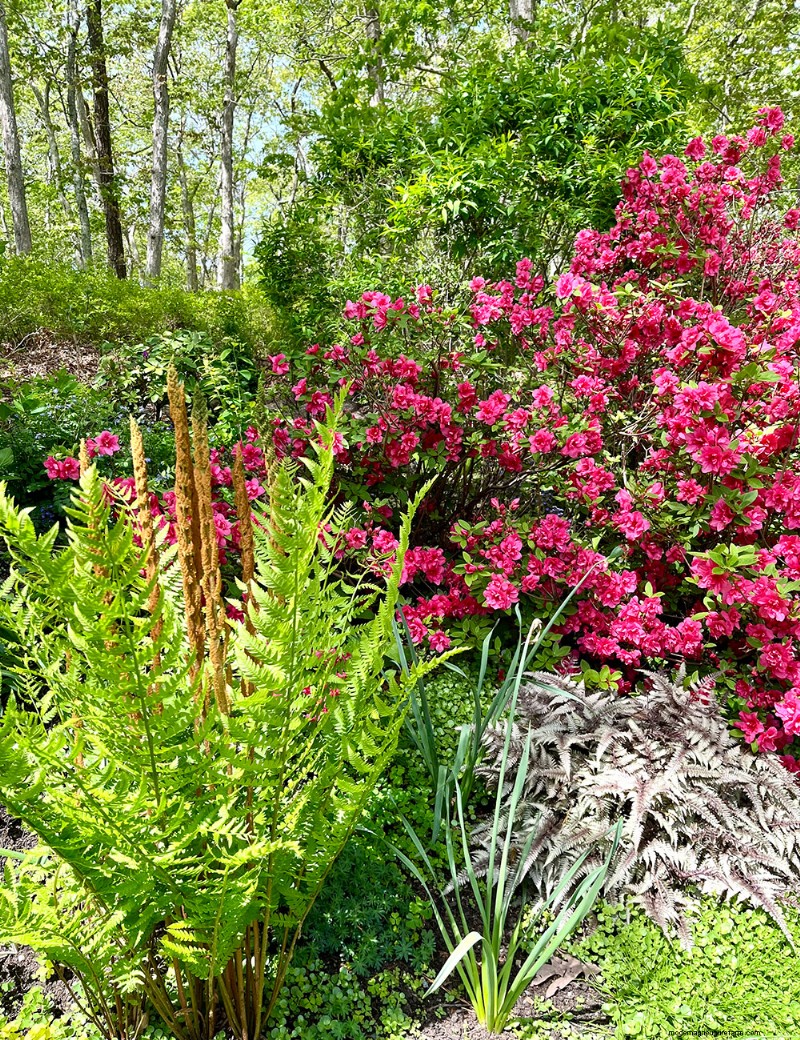 Fran Watson’s Vibrant Spring Garden on Martha’s Vineyard