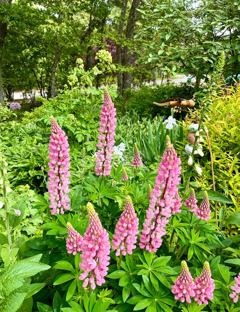 Fran Watson’s Vibrant Spring Garden on Martha’s Vineyard