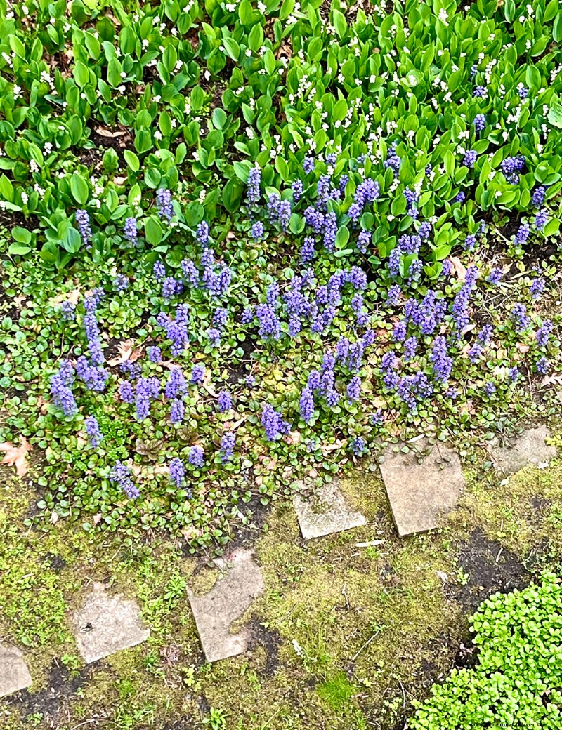 Fran Watson’s Vibrant Spring Garden on Martha’s Vineyard