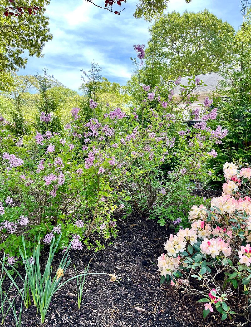 Fran Watson’s Vibrant Spring Garden on Martha’s Vineyard