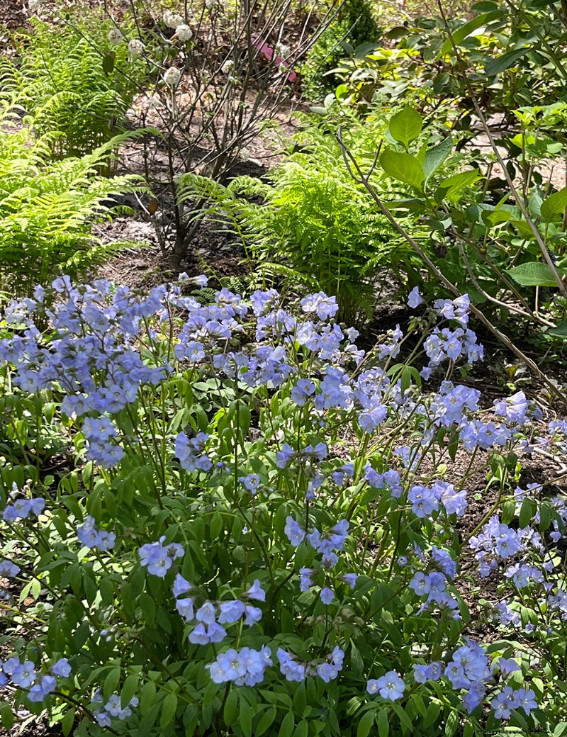 Fran Watson’s Vibrant Spring Garden on Martha’s Vineyard