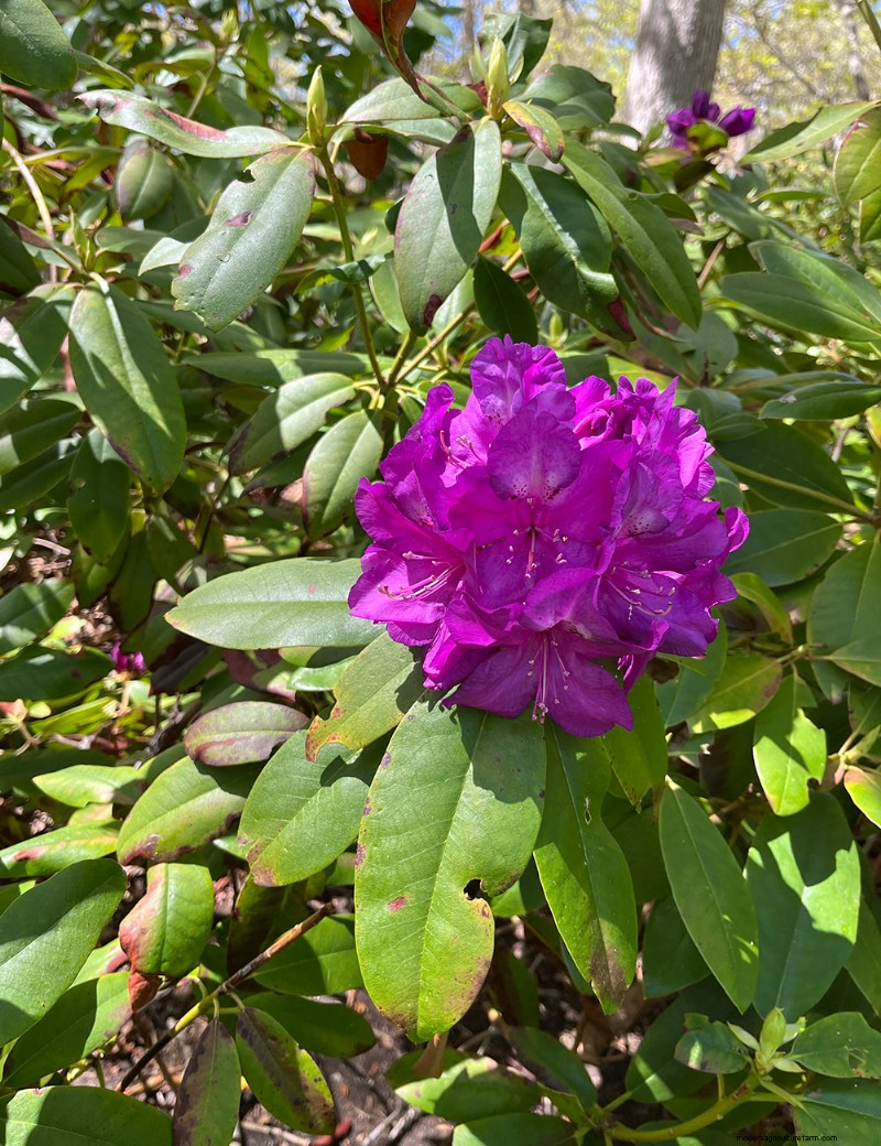 Fran Watson’s Vibrant Spring Garden on Martha’s Vineyard