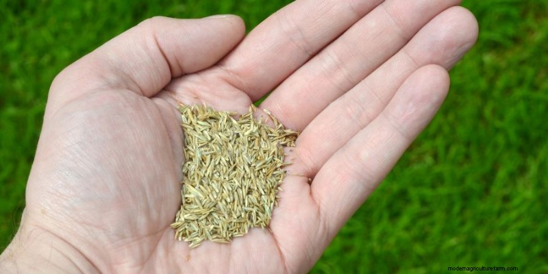 Mastering Grass Growth on Hills: Proven Techniques for Erosion Control and Turf Success