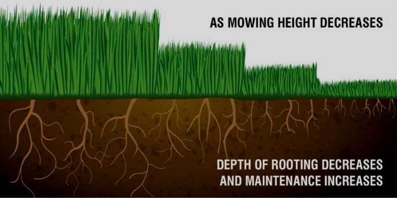 Mastering Grass Growth on Hills: Proven Techniques for Erosion Control and Turf Success