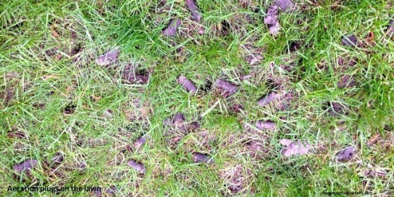 Low‑Input Strategies for a Healthier, Low‑Maintenance Lawn