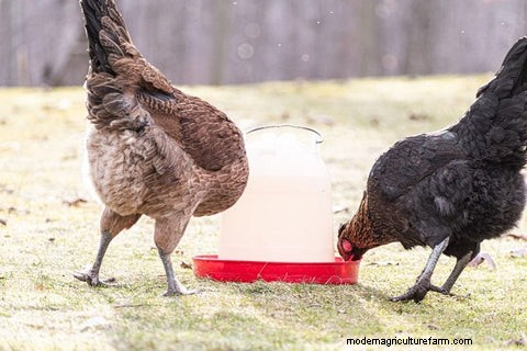 Internal Chicken Parasites: Key Symptoms, Diagnosis, and Prevention