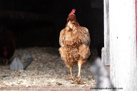 Internal Chicken Parasites: Key Symptoms, Diagnosis, and Prevention