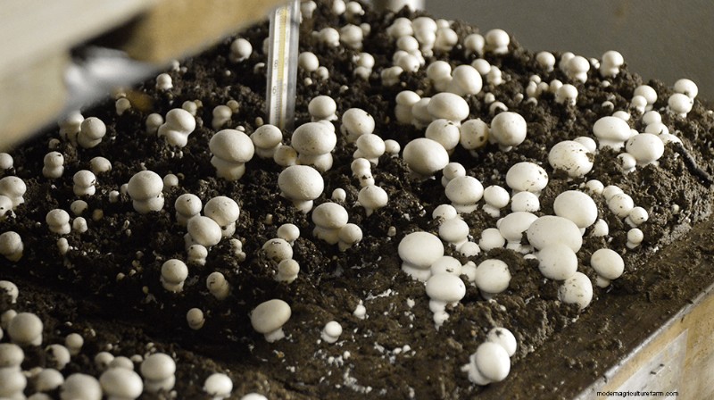 Comprehensive Guide to Launching a Profitable Mushroom Farm