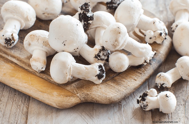 Comprehensive Guide to Launching a Profitable Mushroom Farm