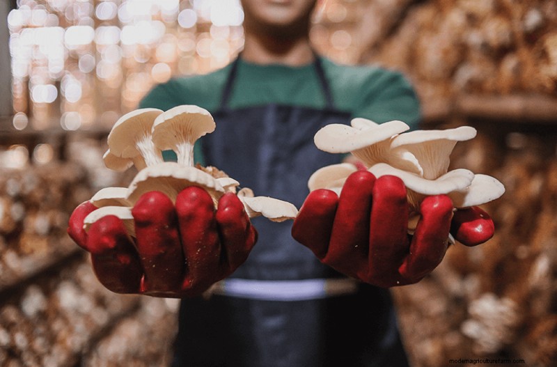 Comprehensive Guide to Launching a Profitable Mushroom Farm
