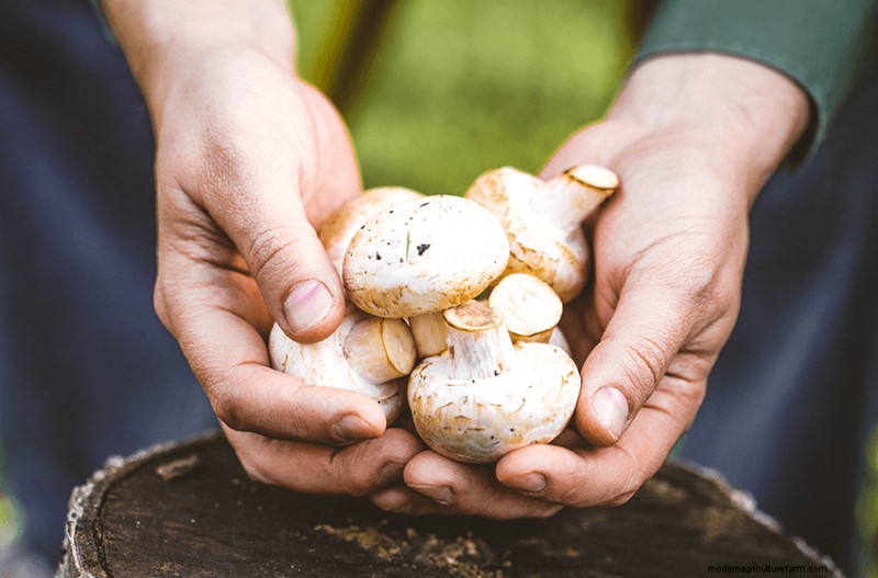 Comprehensive Guide to Launching a Profitable Mushroom Farm