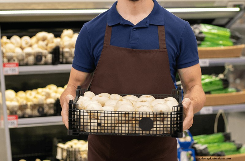 Comprehensive Guide to Launching a Profitable Mushroom Farm