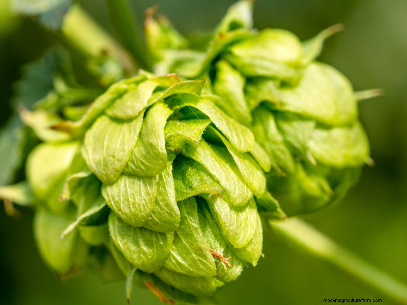 Launching a Profitable Hop Farm: A Comprehensive Guide for Aspiring Growers