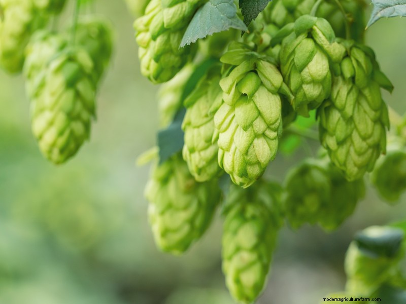 Launching a Profitable Hop Farm: A Comprehensive Guide for Aspiring Growers