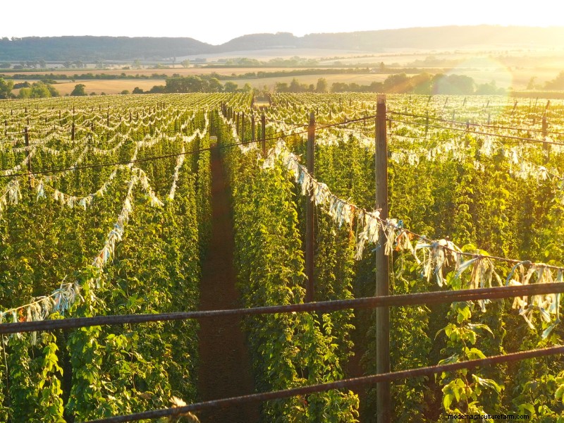 Launching a Profitable Hop Farm: A Comprehensive Guide for Aspiring Growers